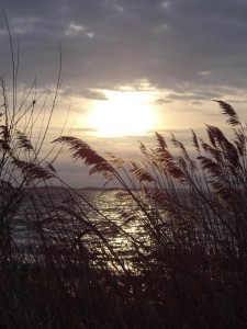 Schilf Sonnenaufgang 2
